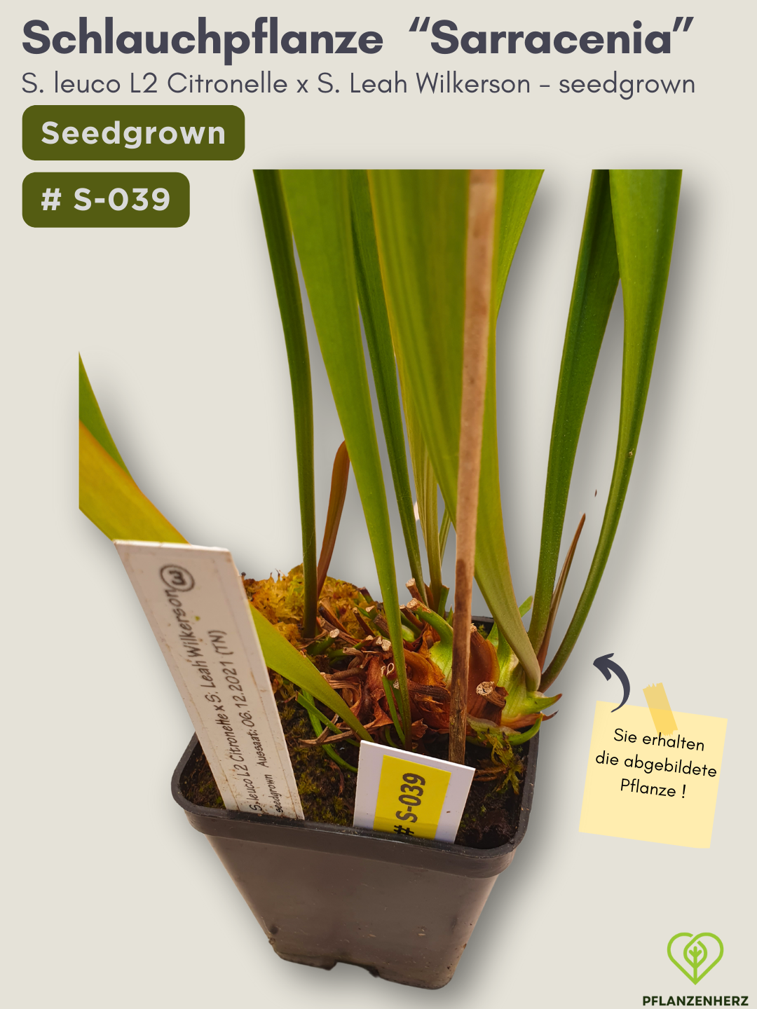S. leucophylla L2 Citronelle x S. Leah Wilkerson - seedgrown #S-039