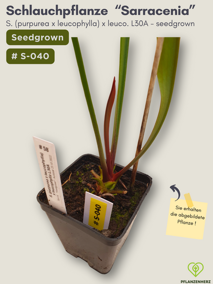 S. (purpurea x leucophylla) x leucophylla L30A - seedgrown #S-040