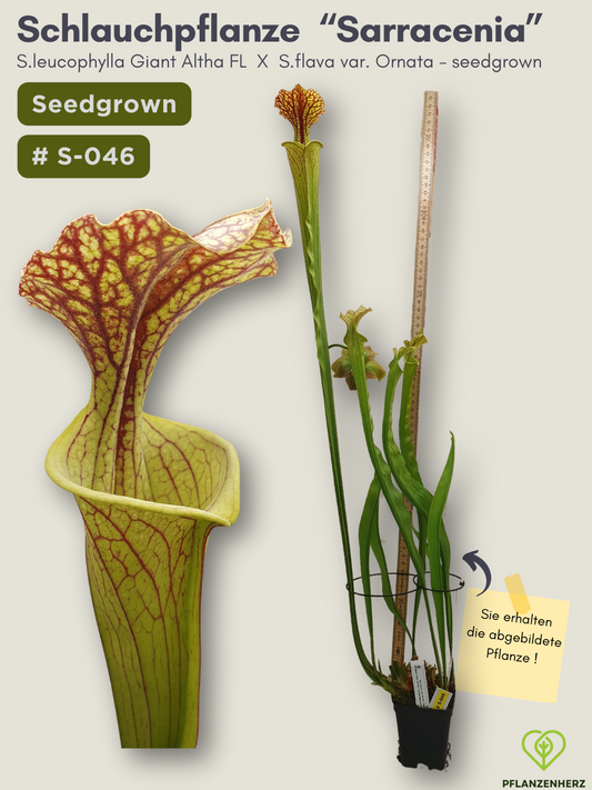 S.leucophylla Giant Altha FL  X  S.flava var. Ornata - seedgrown #S-046