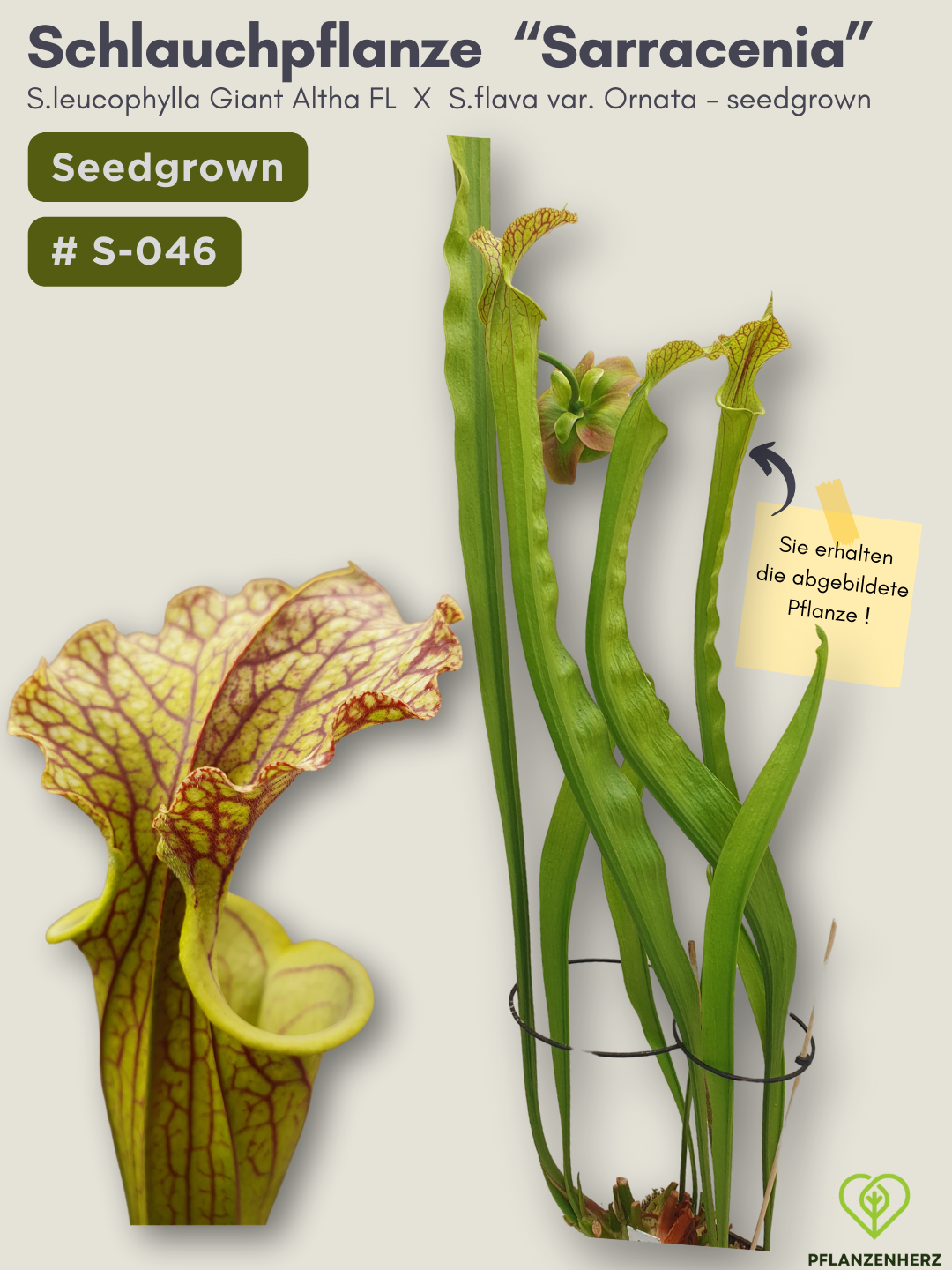 S.leucophylla Giant Altha FL  X  S.flava var. Ornata - seedgrown #S-046