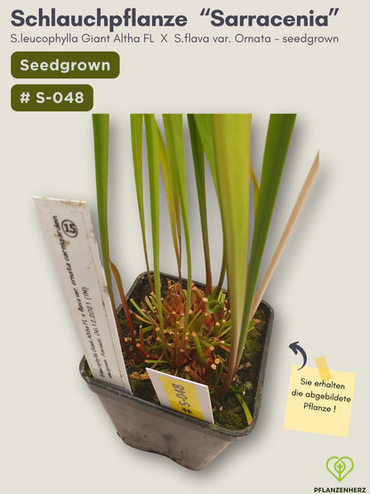 S.leucophylla Giant Altha FL  X  S.flava var. Ornata - seedgrown #S-048