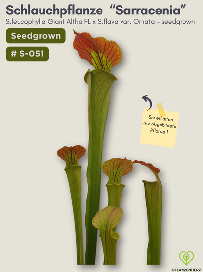 S.leucophylla Giant Altha FL  X  S.flava var. Ornata - seedgrown #S-051