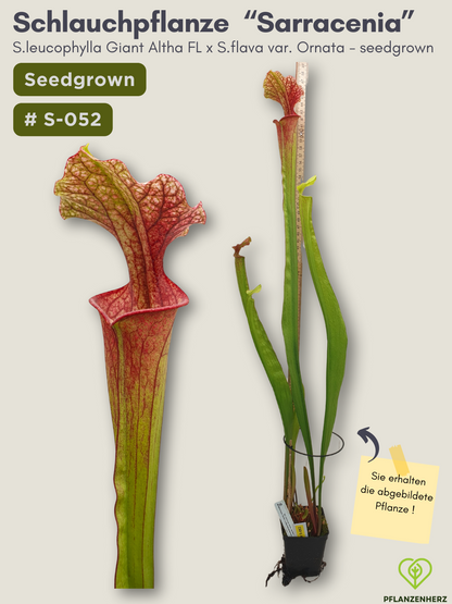 S.leucophylla Giant Altha FL  X  S.flava var. Ornata - seedgrown #S-052