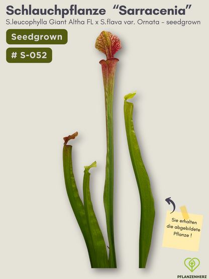 S.leucophylla Giant Altha FL  X  S.flava var. Ornata - seedgrown #S-052