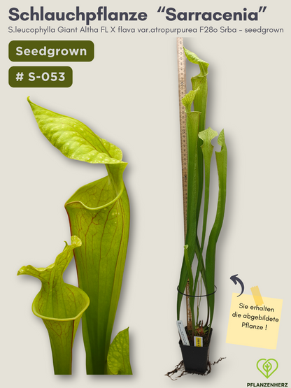 S.leucophylla Giant Altha FL X flava var.atropurpurea F28o Srba - seedgrown #S-053