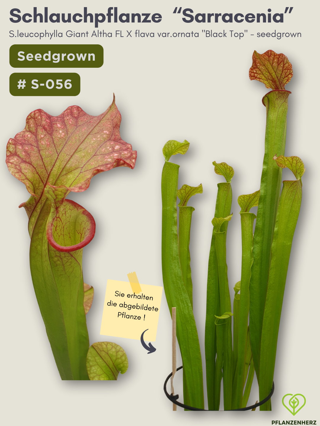 S.leucophylla Giant altha FL x flava var.ornata "Black Top" - seedgrown #S-056