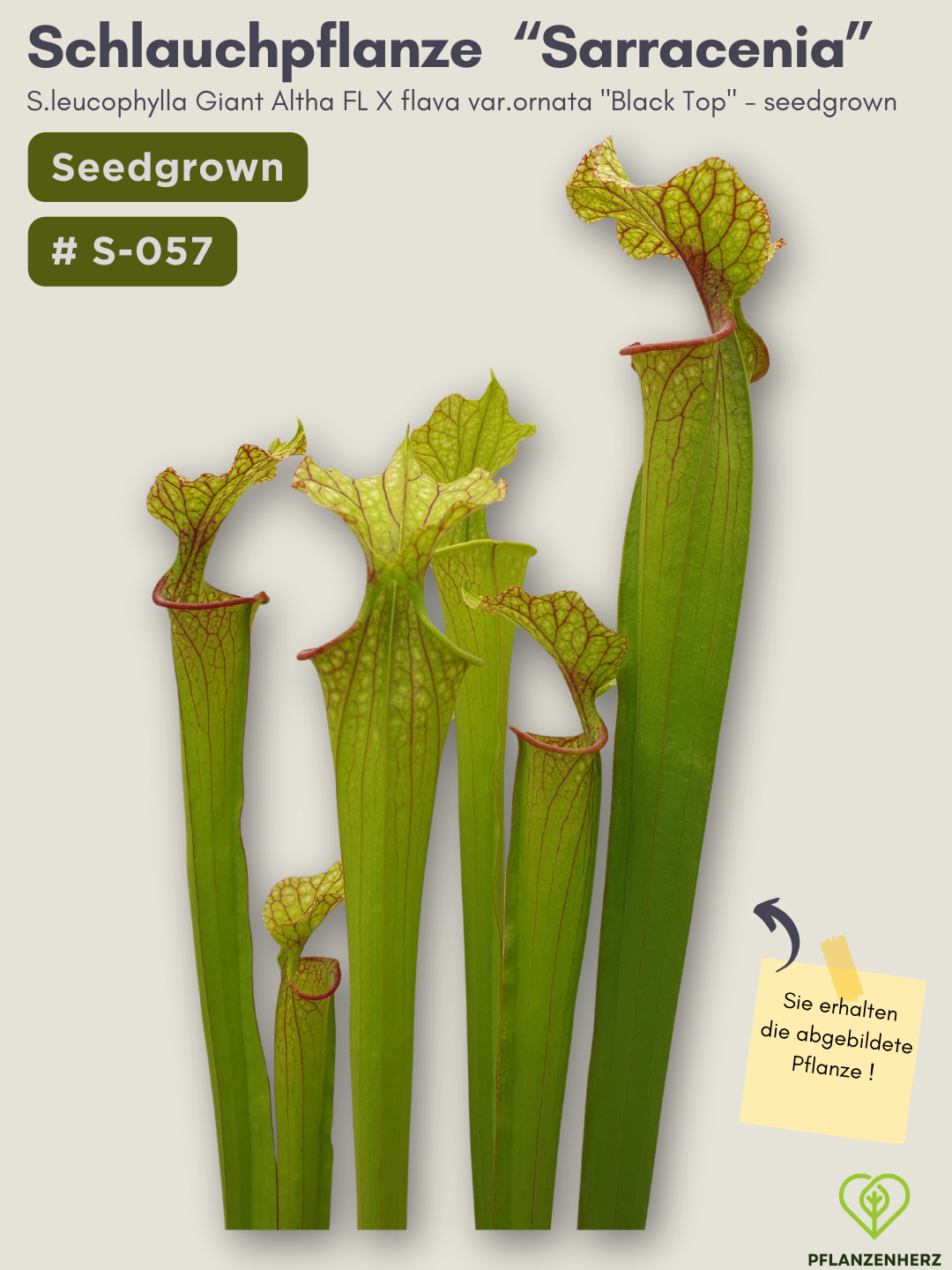 S.leucophylla Giant altha FL x flava var.ornata "Black Top" - seedgrown #S-057