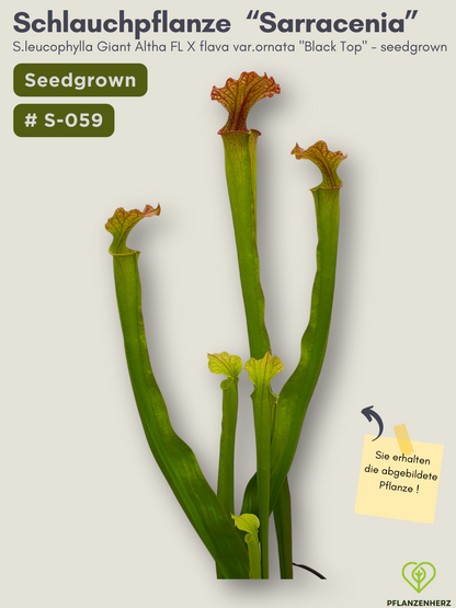 S.leucophylla Giant altha FL x flava var.ornata "Black Top" - seedgrown #S-059