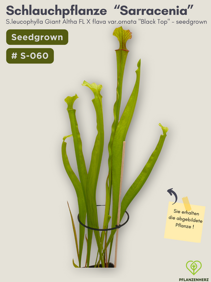 S.leucophylla Giant altha FL x flava var.ornata "Black Top" - seedgrown #S-060