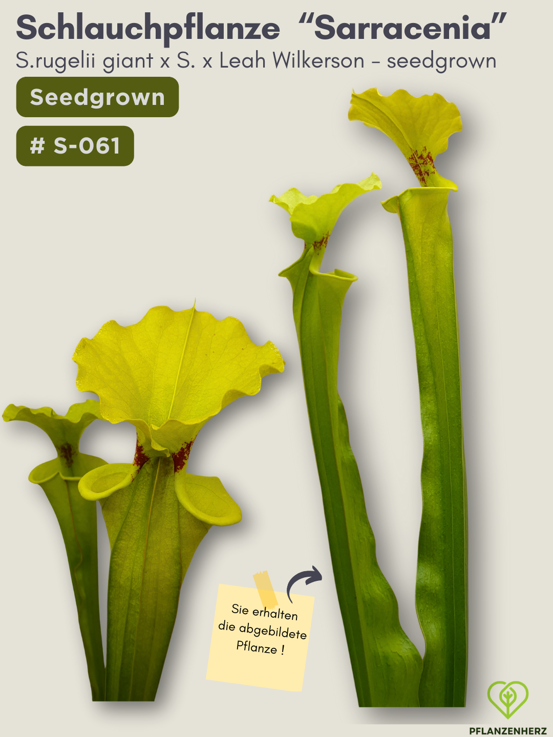 S.rugelii giant x S.Leah Wilkerson - seedgrown #S-061