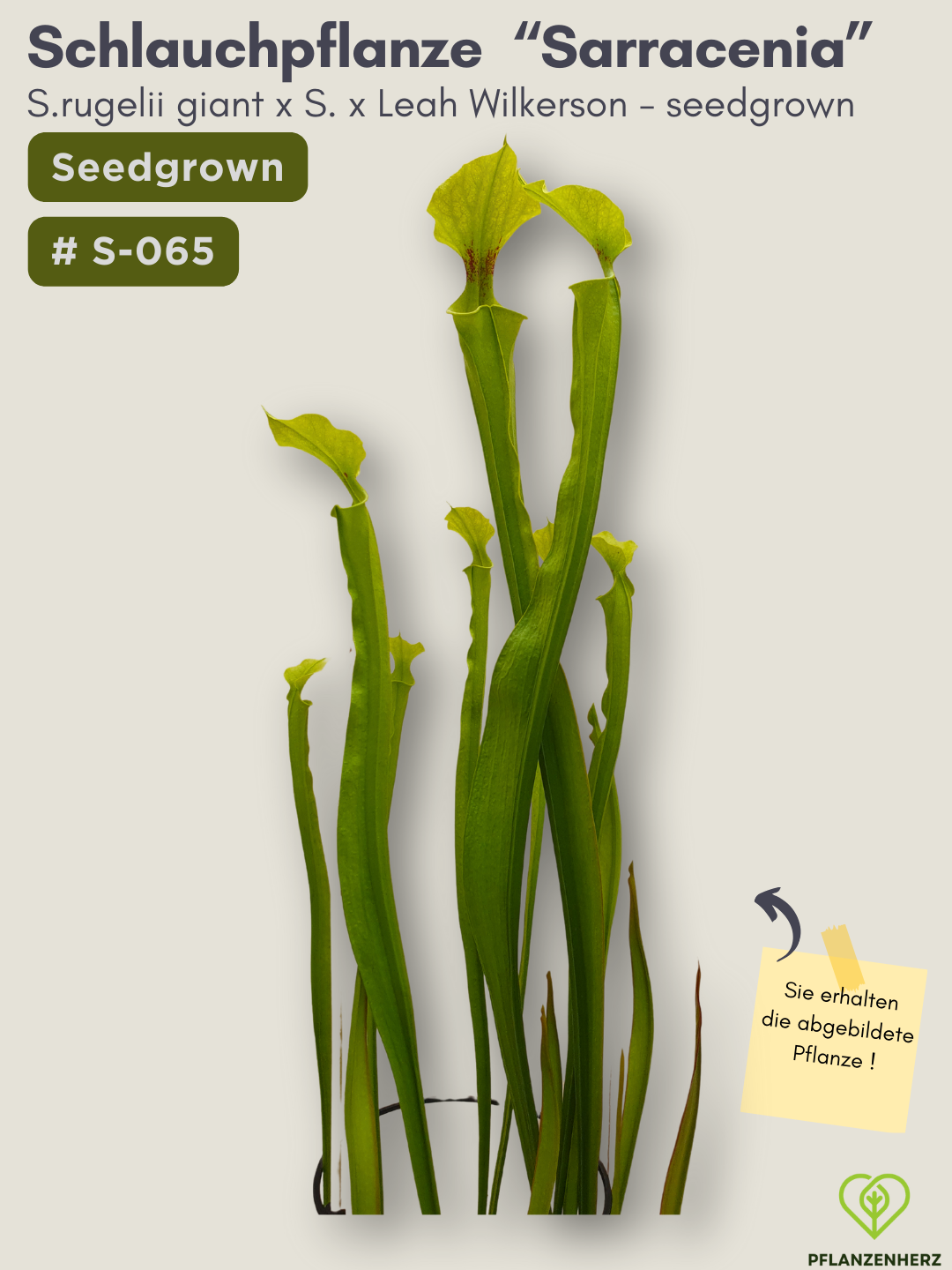 S.rugelii giant x S.Leah Wilkerson - seedgrown #S-065