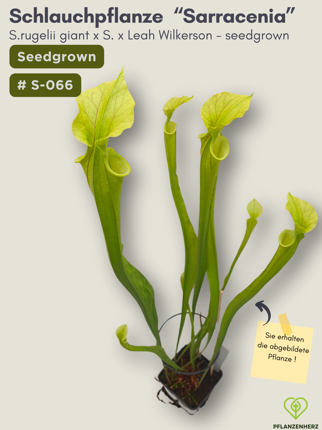 S.rugelii giant x S.Leah Wilkerson - seedgrown #S-066