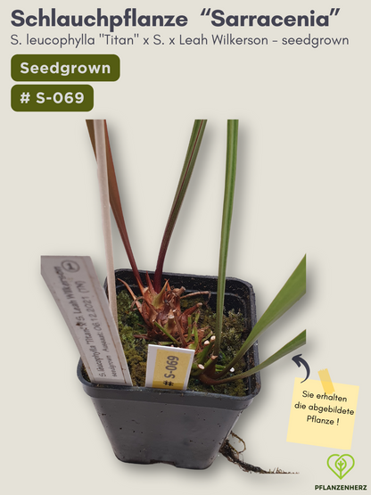 S. leucophylla "Titan" x S. x Leah Wilkerson - seedgrown #S-069