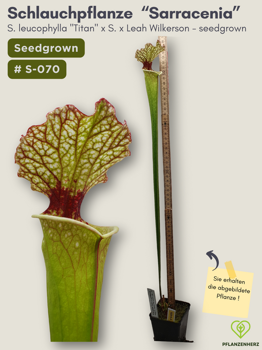 S. leucophylla "Titan" x S. x Leah Wilkerson - seedgrown #S-070