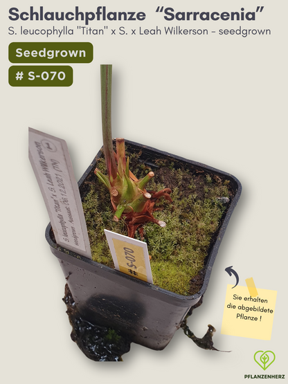 S. leucophylla "Titan" x S. x Leah Wilkerson - seedgrown #S-070