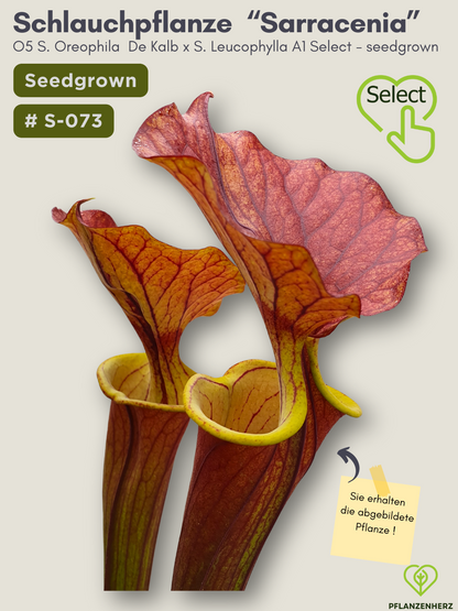 O5 S. Oreophila  De Kalb x S. Leucophylla A1 Select - seedgrown #S-073 Select
